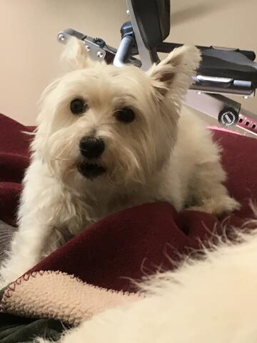 Small white terrier dog on red cushion