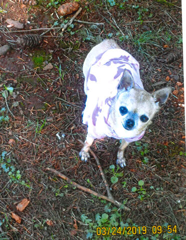 Small brown chihuahua wearing a pink camo sweatshirt outside