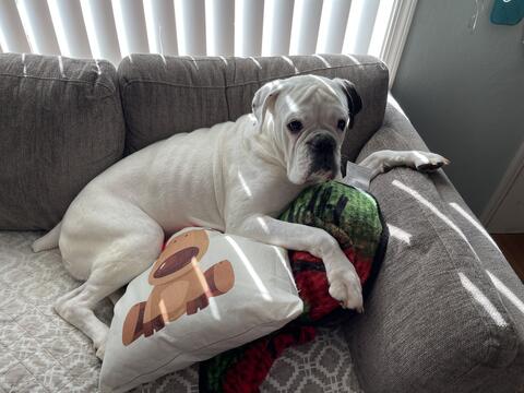 Large white dog laying on a couch on top of pillows