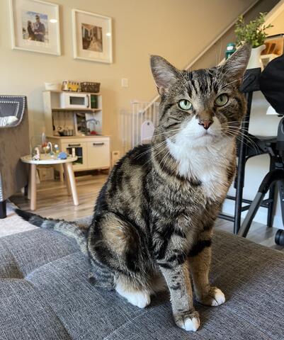 Brown cat with dark brown stripes sitting on a couch cushion
