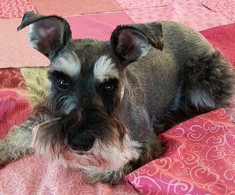 Small dog on a pink bed
