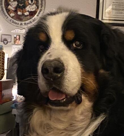 Large and fluffy brown and white dog 
