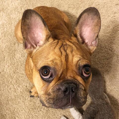 Small light brown dog sitting on carpet and staring up at the camera