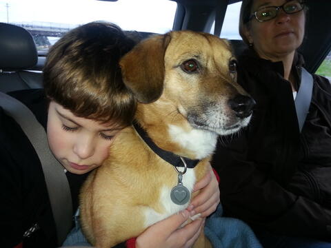 Light brown dog sitting in a car and being hugged by a child