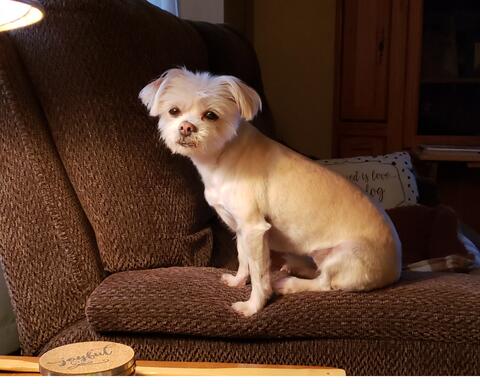 Small white dog sitting on a couch inside