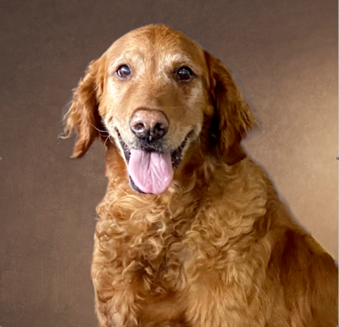 Brown dog sitting in front of a dark brown background