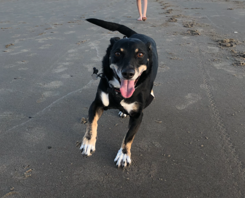 Dog with black fur running on the sand at the beach