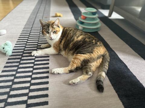Dark brown and orange cat laying down on a rug 