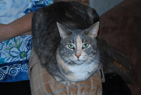 Brown and white cat sitting on the couch