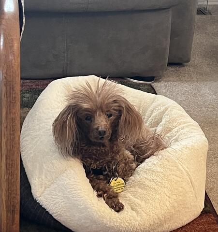 Small brown dog laying in their dog bed