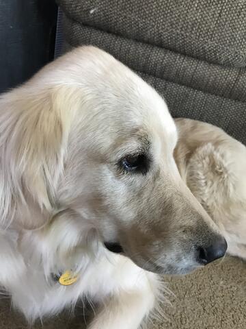Yellow dog laying down.