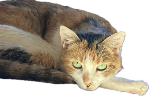 Light brown cat with green eyes laying down and looking into the camera