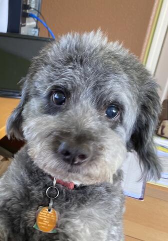 Small grey dog 
