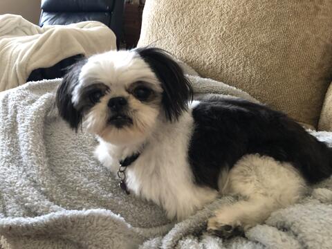 Small black and white dog laying on blankets