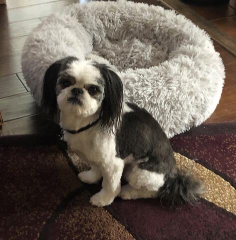 Small white and black dog sitting on the carpet next to their bed