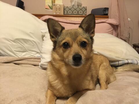Small light brown dog sitting on the bed