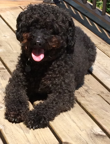 Curly black haired dog laying on wooden deck with his tongue out. 