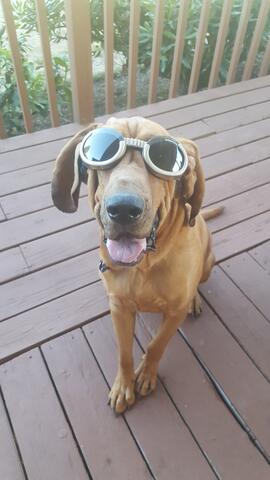 Medium brown dog with short fur and goggles on sitting on the porch