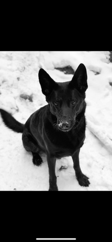 Black dog sitting in the snow outside