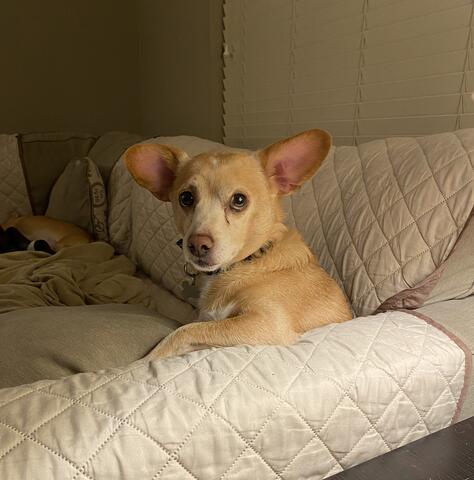 Small golden brown dog sitting on a white couch