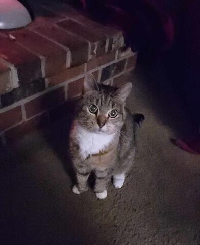 Light brown cat with dark brown stripes sitting in front of a brick fireplace