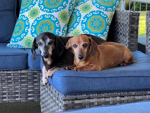 Two small dogs, one black and one brown, sitting on a couch outside on the porch