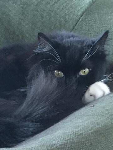 Black cat laying down and looking at the camera