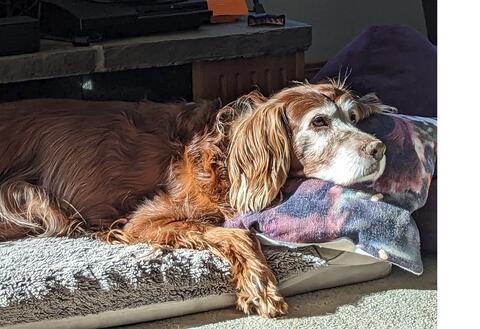 Fluffy brown dog laying down on its bed in the sun