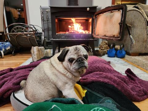 Small dog sitting on their bed in front of the fireplace
