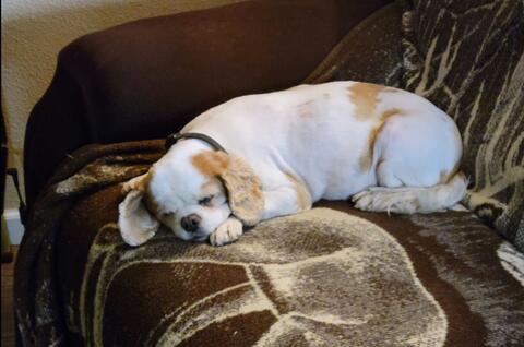 sleeping white and blond dog