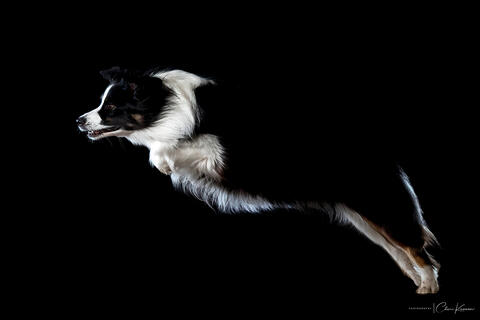 Black and white dog