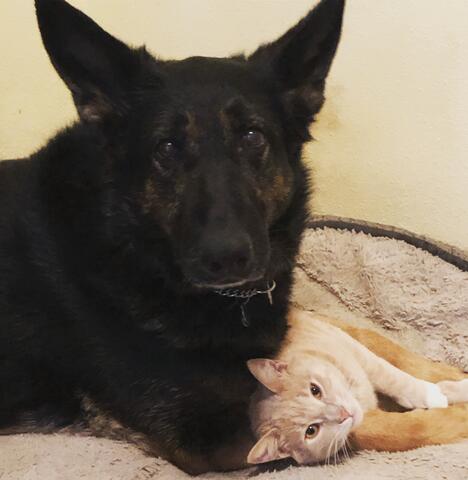 Large black dog laying down with a cat