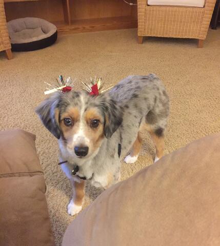 Small spotted dog with light grey and brown fur wearing shiny bows