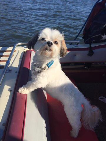 Small white dog standing on a boat