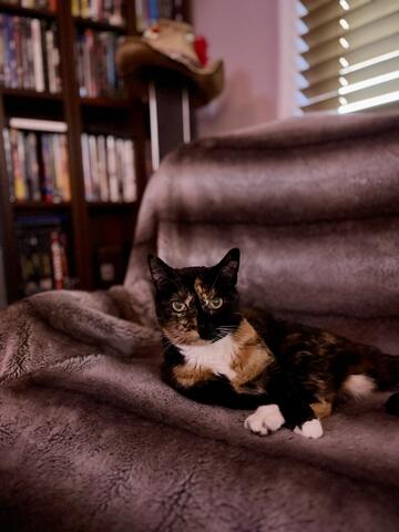 Black and brown cat sitting on a cushioned chair