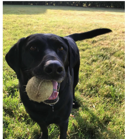 Black dog standing outside in grass with a ball in its mouth