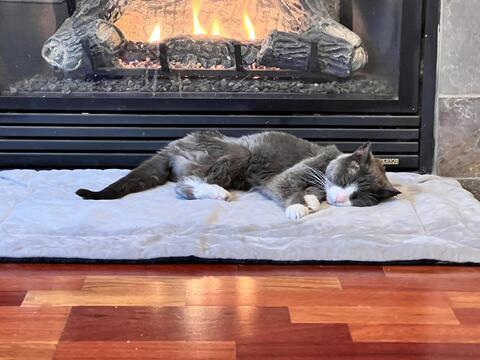 Fluffy gray and white colored cat laying on a soft white cat bed in front of a lit fireplace. 
