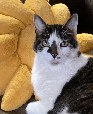 White cat with dark brown patches of fur sitting in front of a yellow pillow