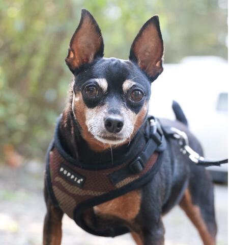 Small brown and black dog on a walk