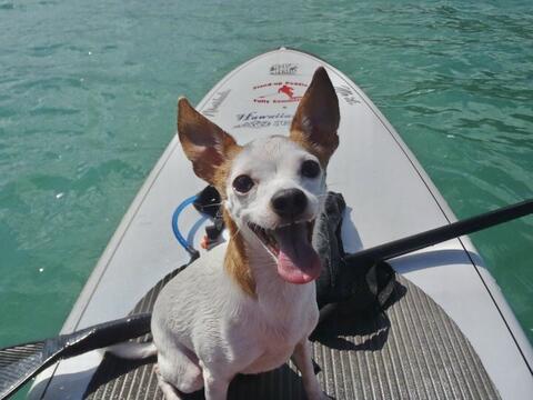 Small white and brown dog sitting on a paddleboard