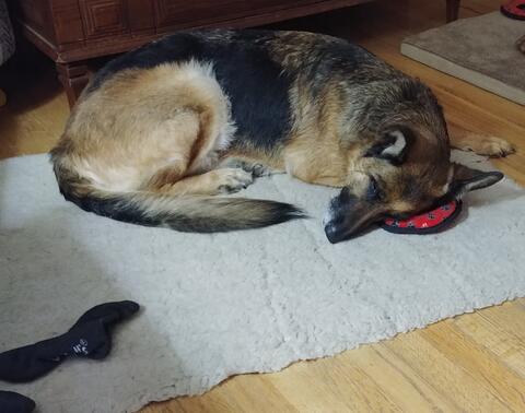 Large brown dog laying down on the carpet
