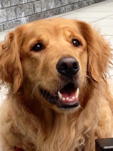 Dog with light brown fur