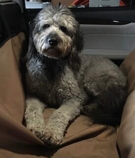 grey goldendoodle sitting in back seat of a car