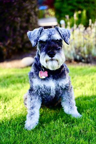 Dog with dark grey fur sitting in the grass 