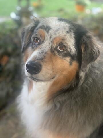 Black and white dog with brown patches near eyes sitting outside 