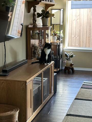Black and white cat sitting on top of a cabinet
