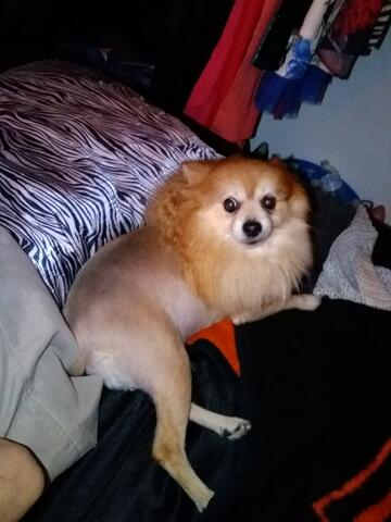 Pomeranian sitting on owners lap on the couch