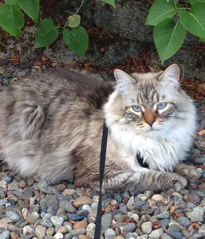 Link to fluffy cat with blue eyes