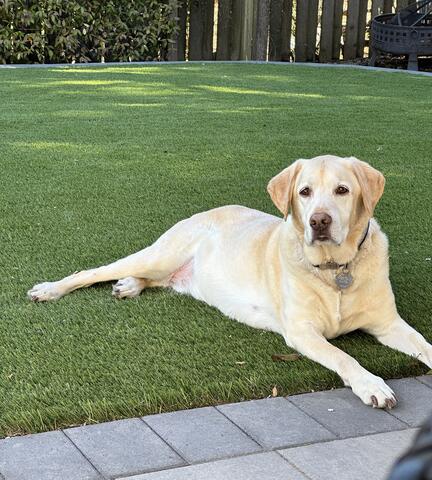 Light brown dog laying in the grass outside in the shade