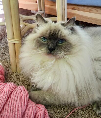Fluffy white cat with bright blue eyes sitting under a chair on carpet